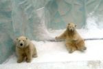 wbear1